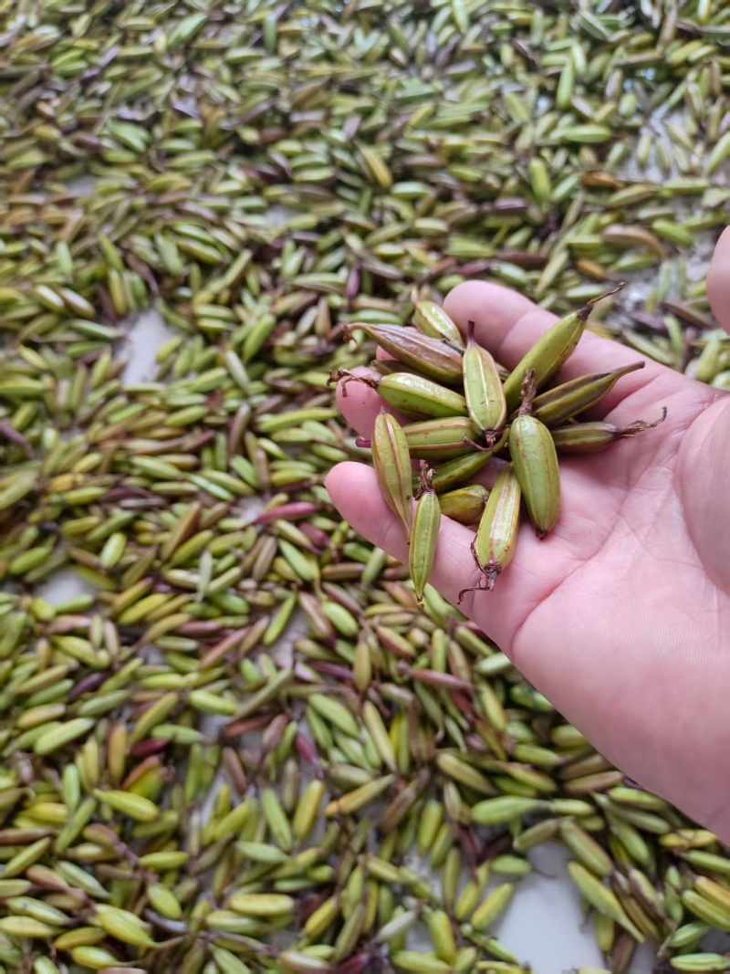 紫花白芨果夹