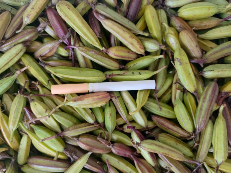紫花白芨果夹