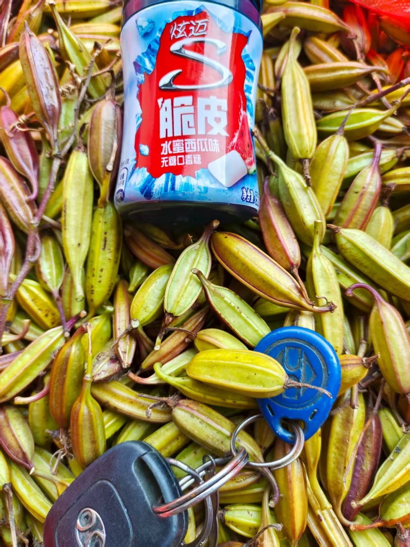 紫花白芨果夹