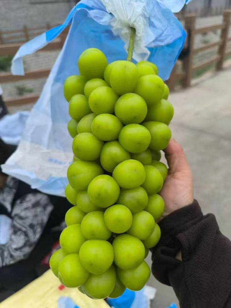 阳光玫瑰大量上市，产地直发品质保证，服务周到，诚信经营