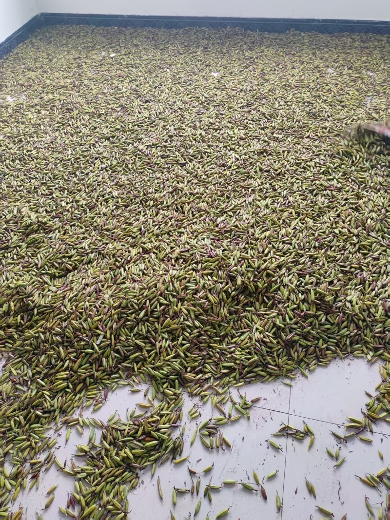 紫花白芨果夹