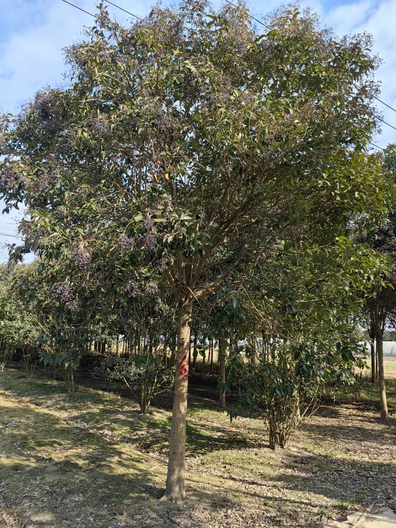 江苏东台大叶女贞基地直销物美价廉。18公分