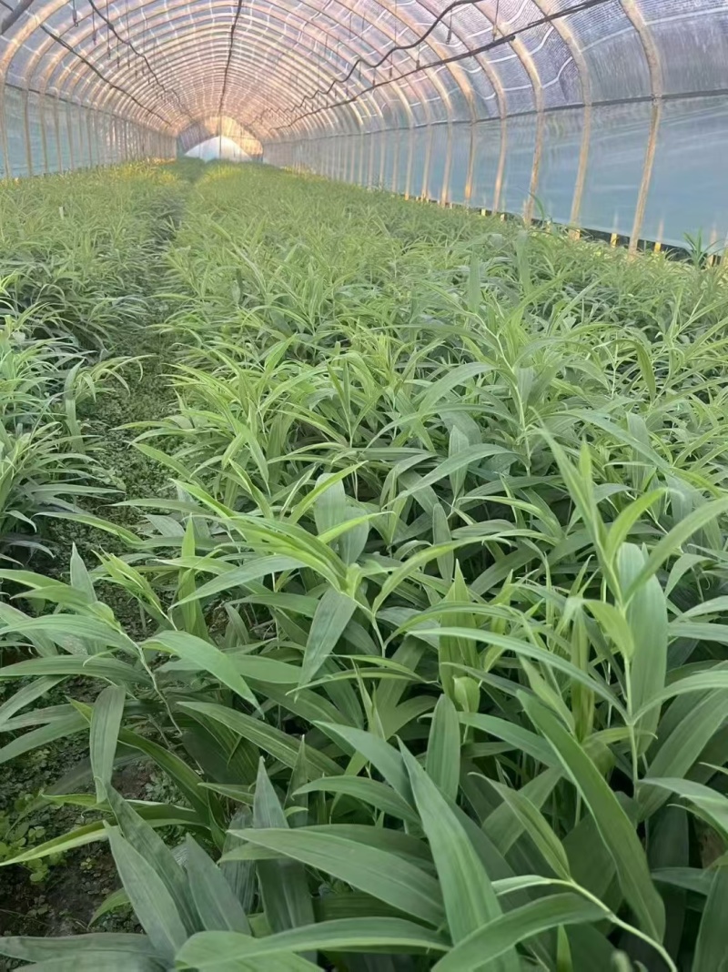 多花不倒苗黄精苗