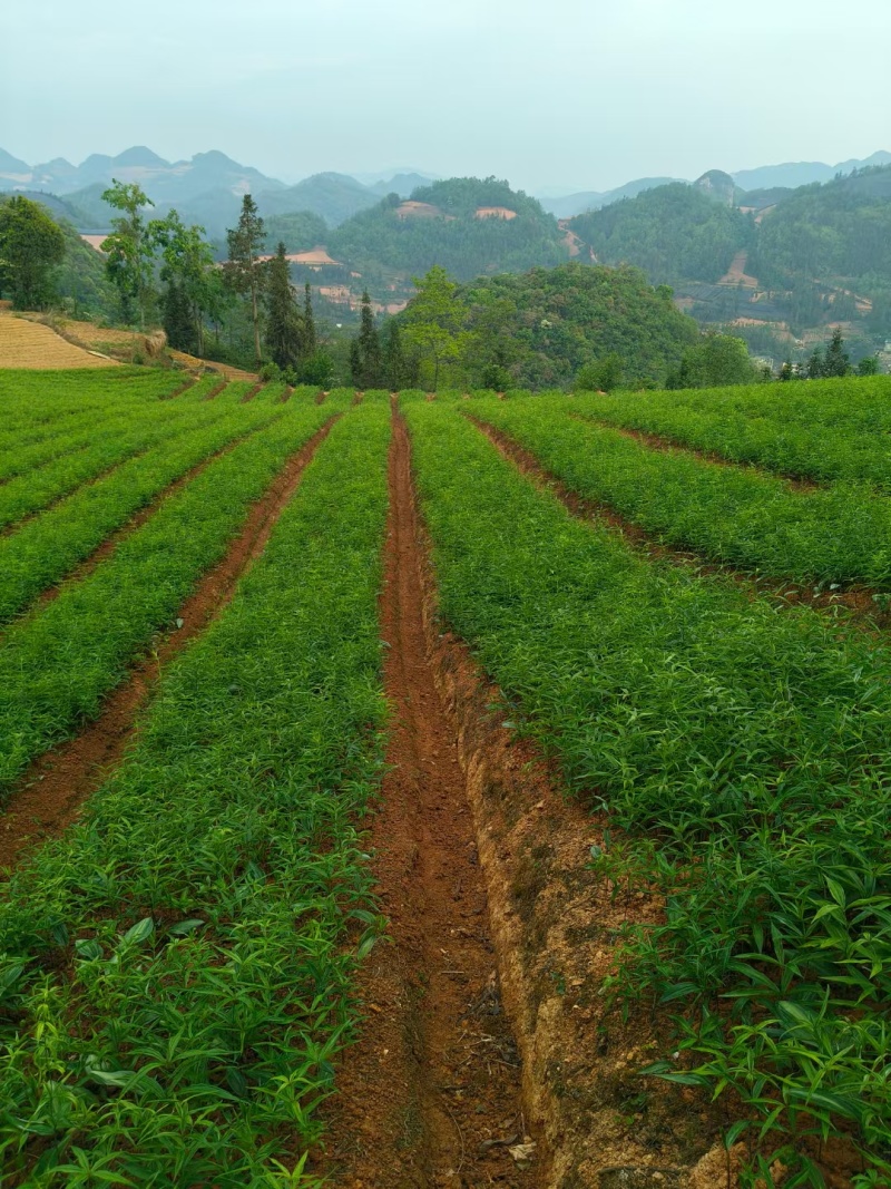 多花不倒苗黄精苗