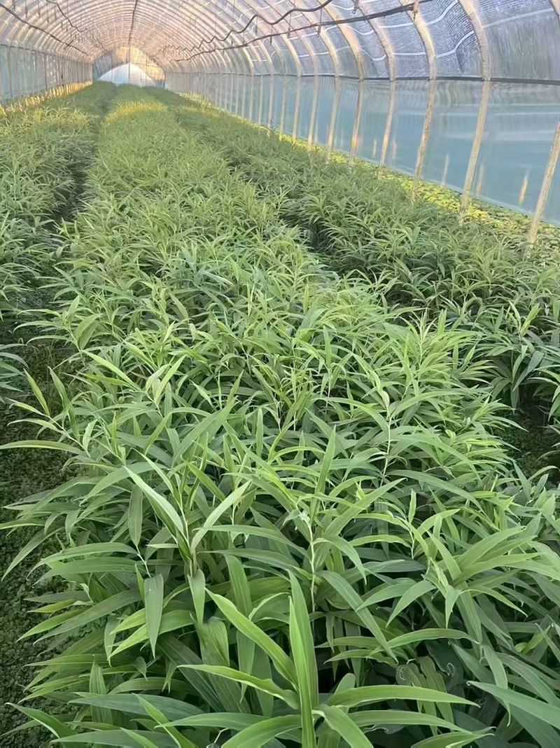 多花不倒苗黄精苗