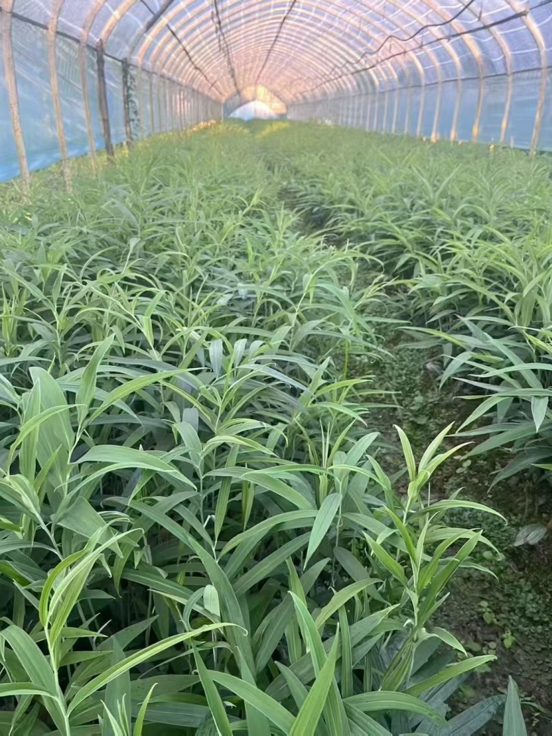 多花不倒苗黄精苗