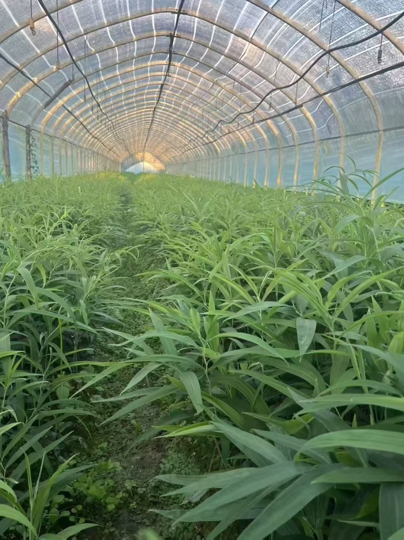 多花不倒苗黄精苗