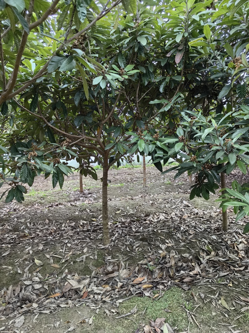 江苏东台枇杷地径10公分