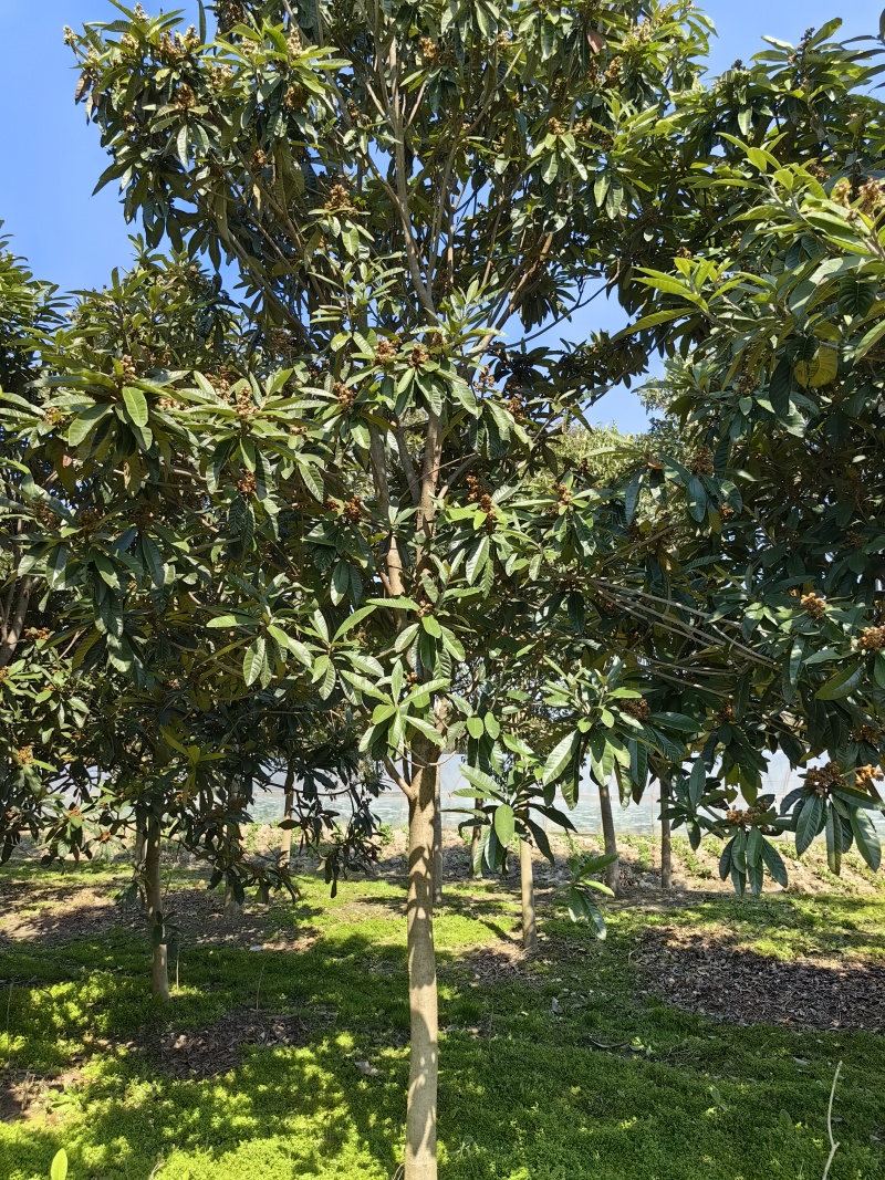 江苏东台枇杷地径10公分