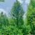 江苏东台中山杉18公分