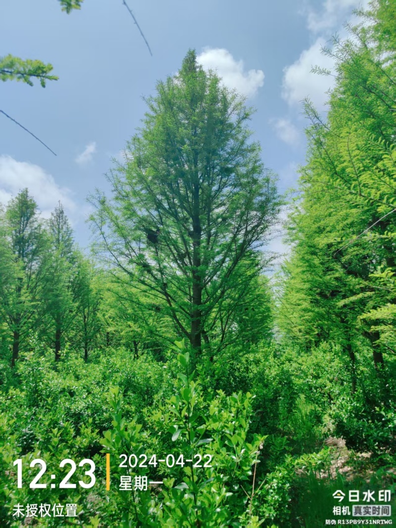 江苏东台中山杉18公分