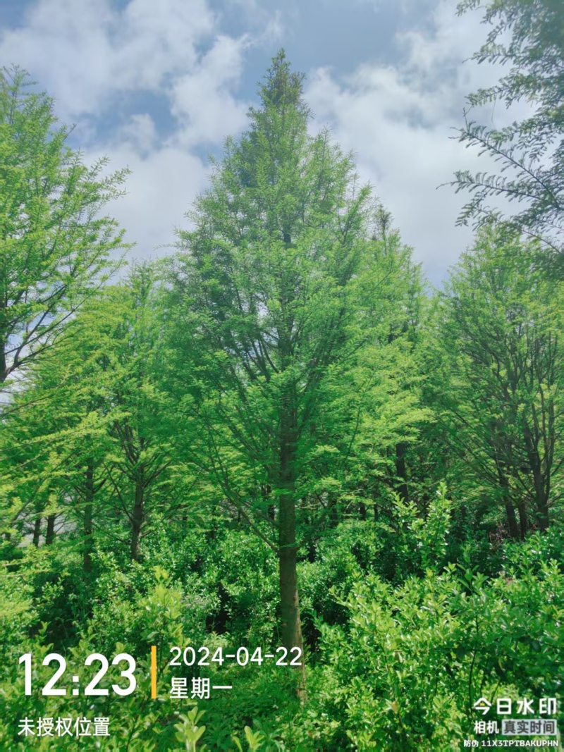 江苏东台中山杉18公分