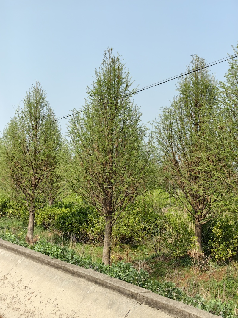 江苏东台中山杉18公分