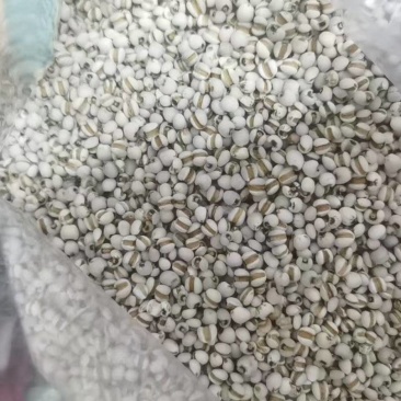 贵州薏米仁货源充足/精品薏米薏仁米一手货源/品质保证