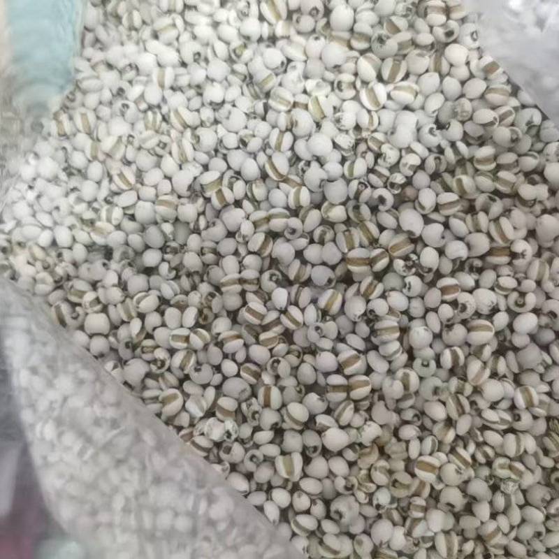 贵州薏米仁货源充足/精品薏米薏仁米一手货源/品质保证