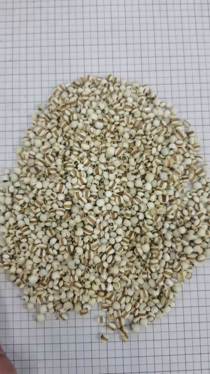 贵州薏米仁货源充足/精品薏米薏仁米一手货源/品质保证