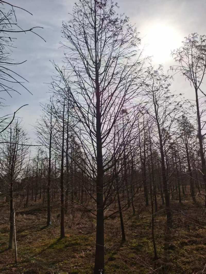 江苏东台水杉20公分