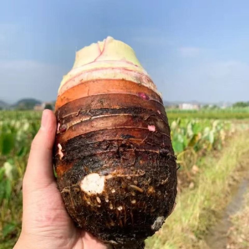 武夷山槟榔芋