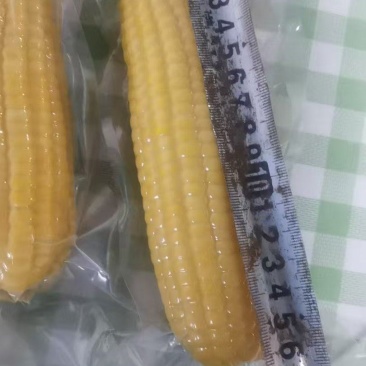 真空包装黄糯玉米