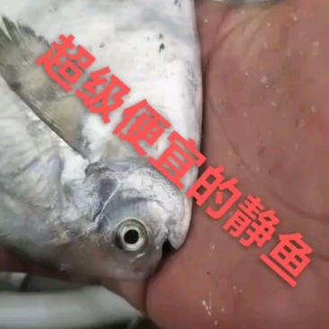 镜鱼