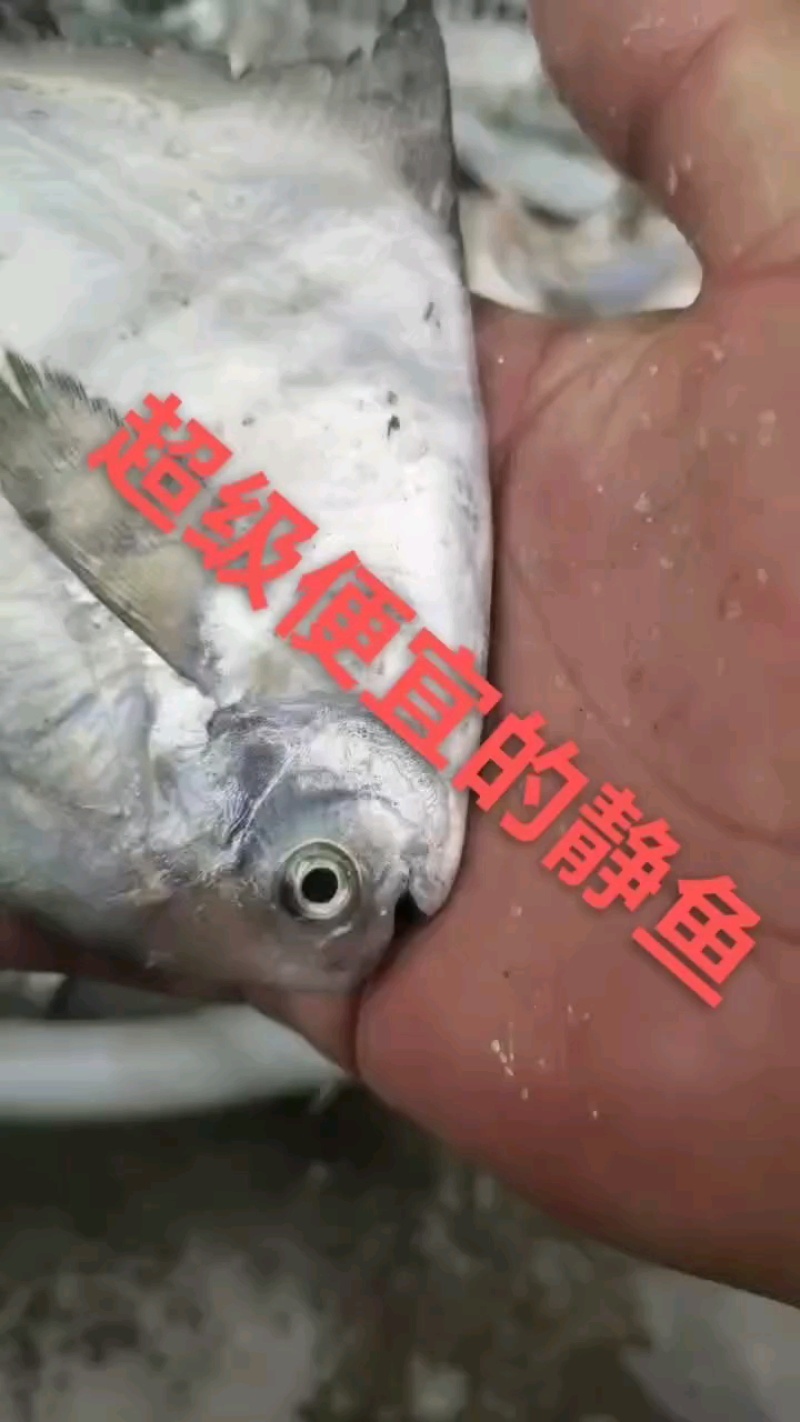 镜鱼