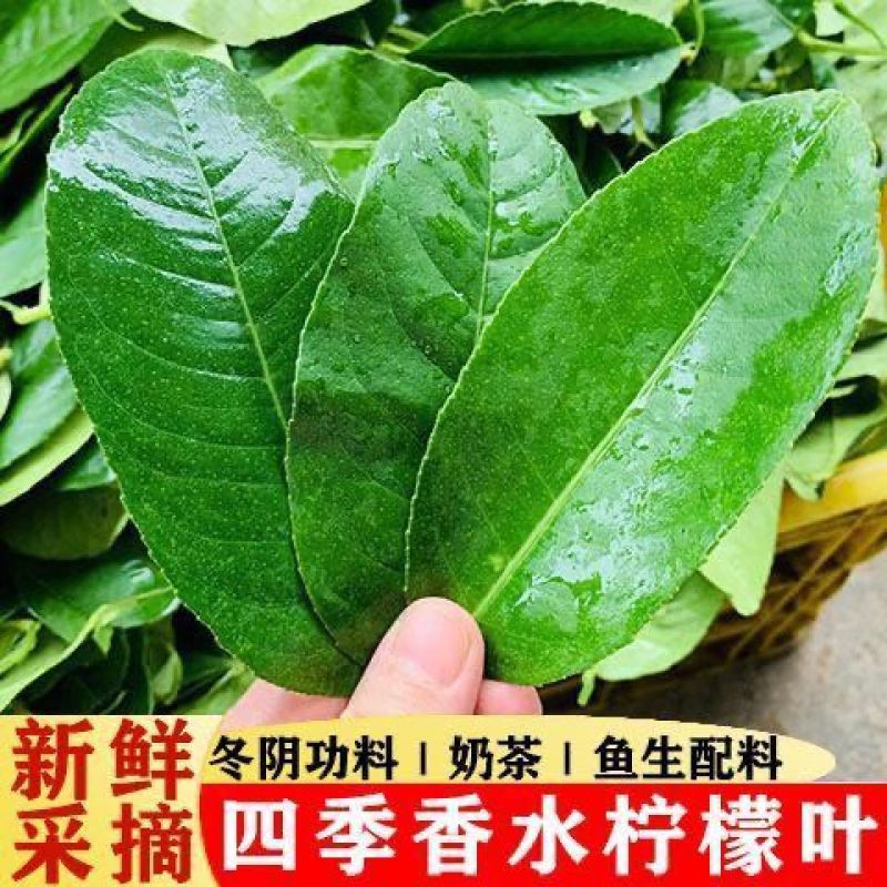 新鲜柠檬叶香料料理腌制烹饪调料冬阴功汤料