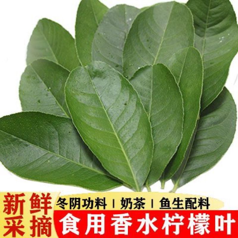 新鲜柠檬叶香料料理腌制烹饪调料冬阴功汤料