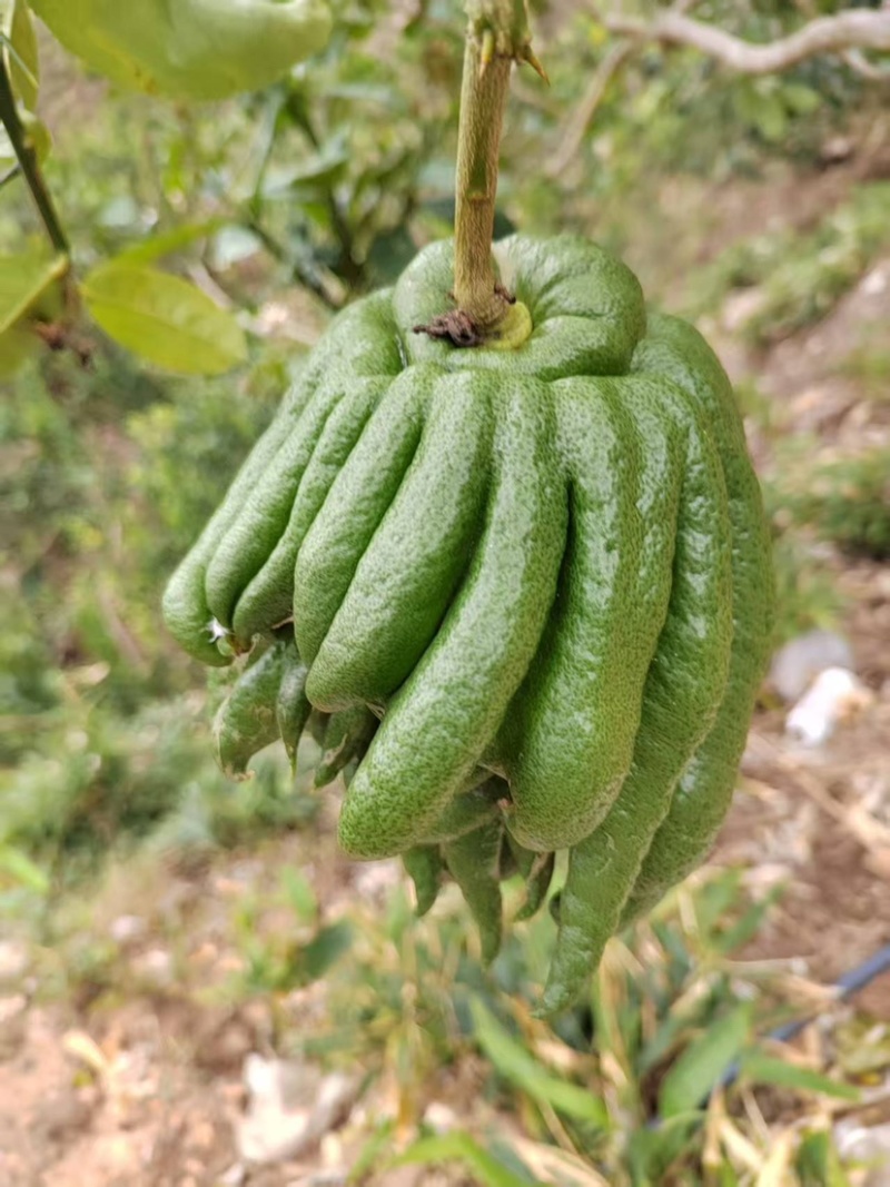 佛手大量批发