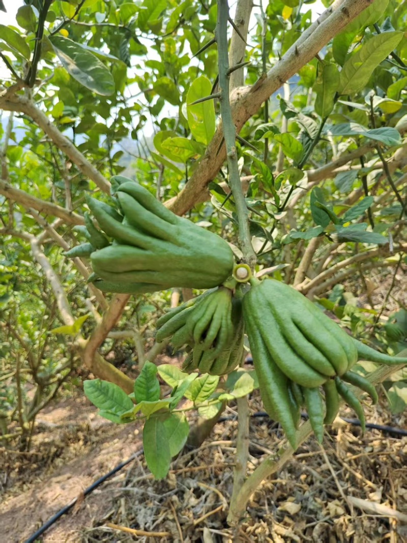 佛手大量批发