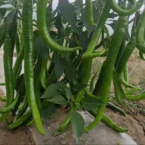 二荆条