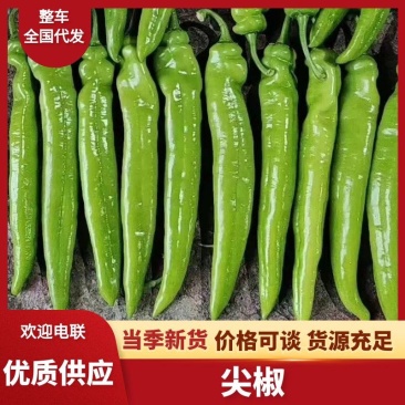 尖椒大量上市青辣椒河南内黄产地直发螺丝椒线椒齐全