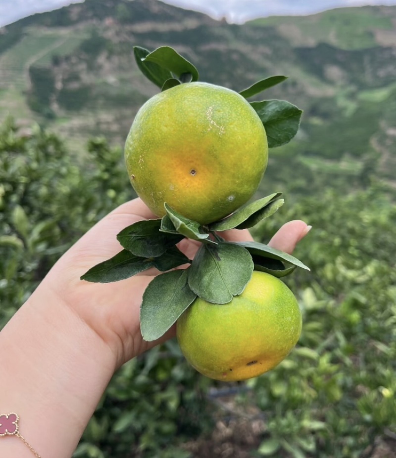 【特早蜜橘】高山蜜橘基地直发支持实地和视频看货