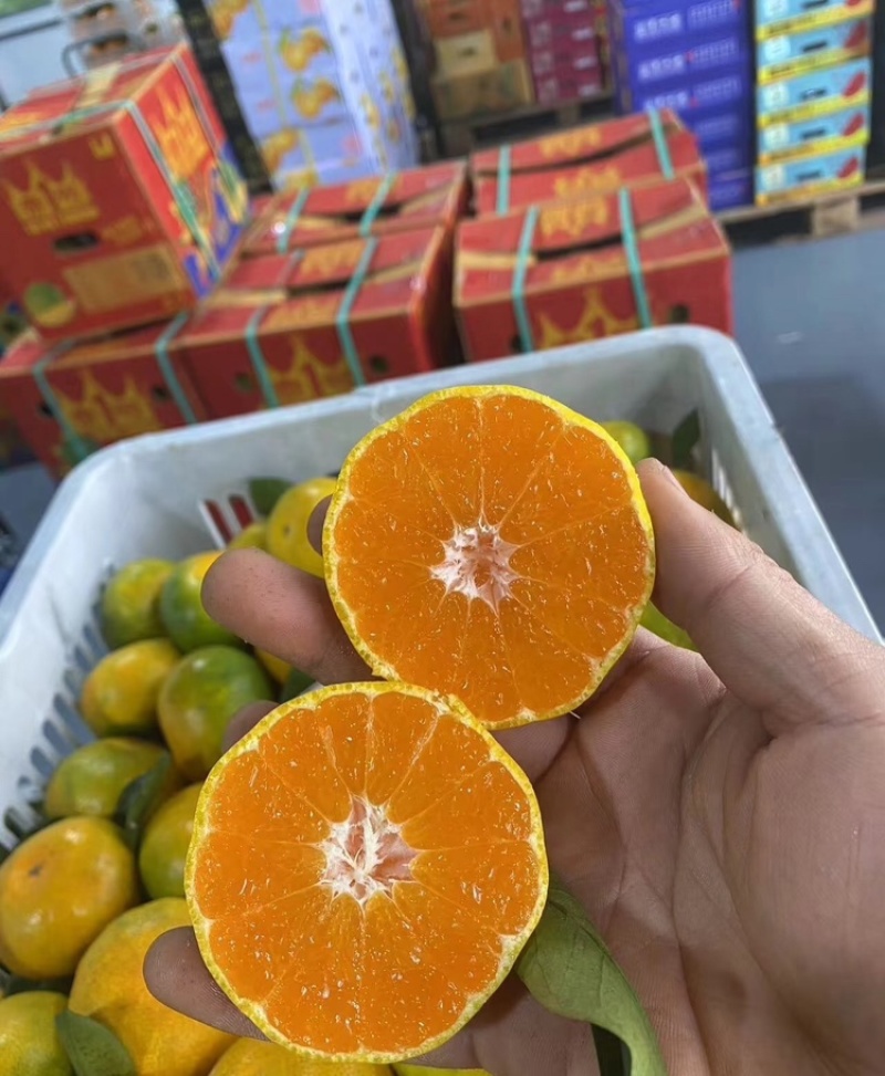 【特早蜜橘】高山蜜橘基地直发支持实地和视频看货