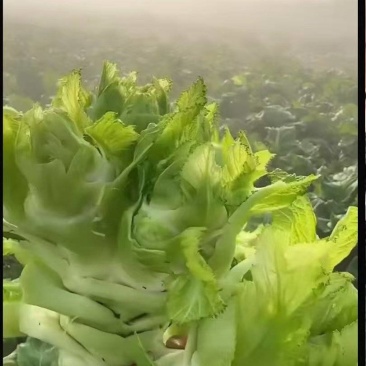 精品儿菜