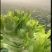精品儿菜