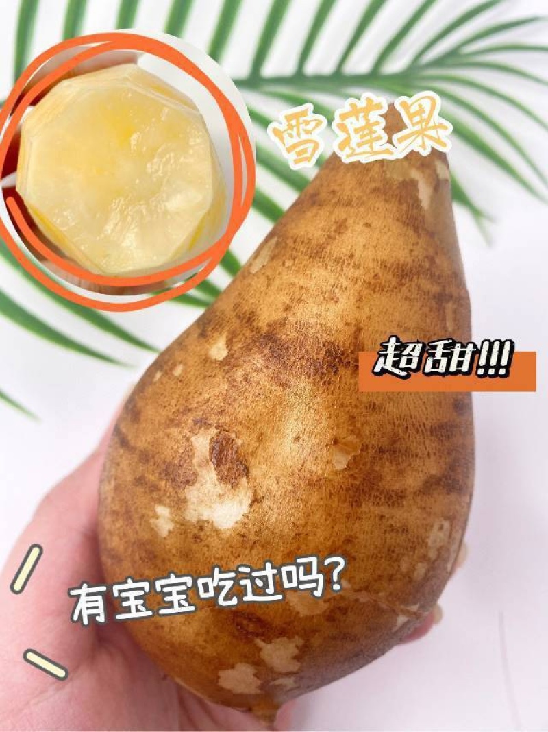 一件代发【雪莲果】