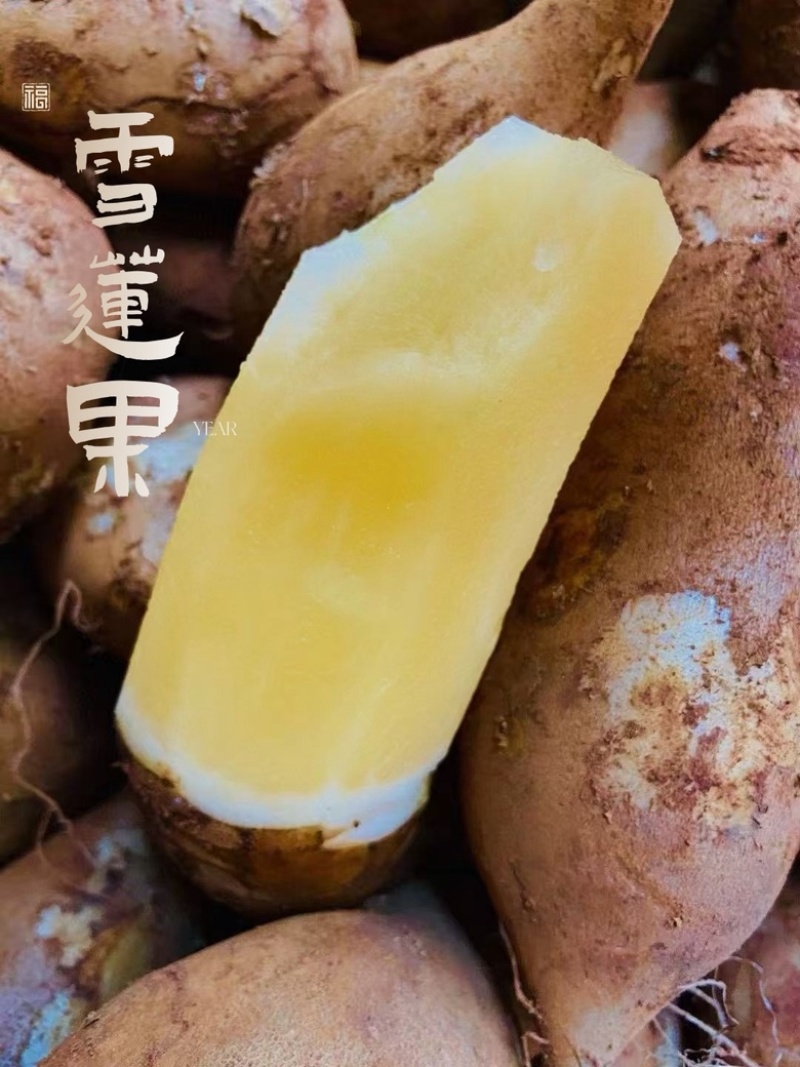一件代发【雪莲果】