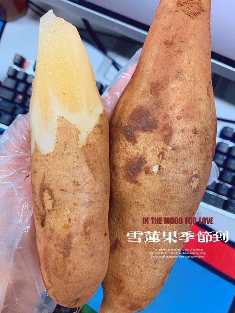 一件代发【雪莲果】