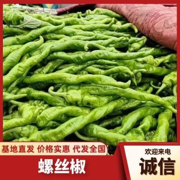 精品螺丝椒鲜辣椒一手货源可视频看货对接全国市场商超
