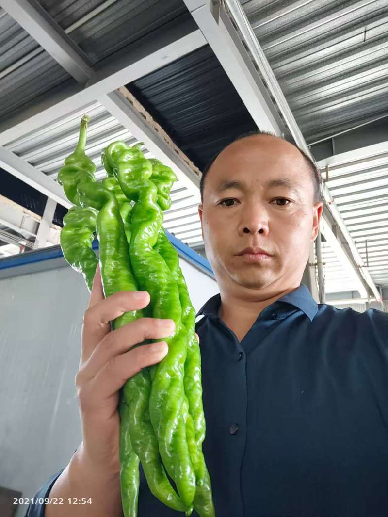 精品螺丝椒鲜辣椒一手货源可视频看货对接全国市场商超