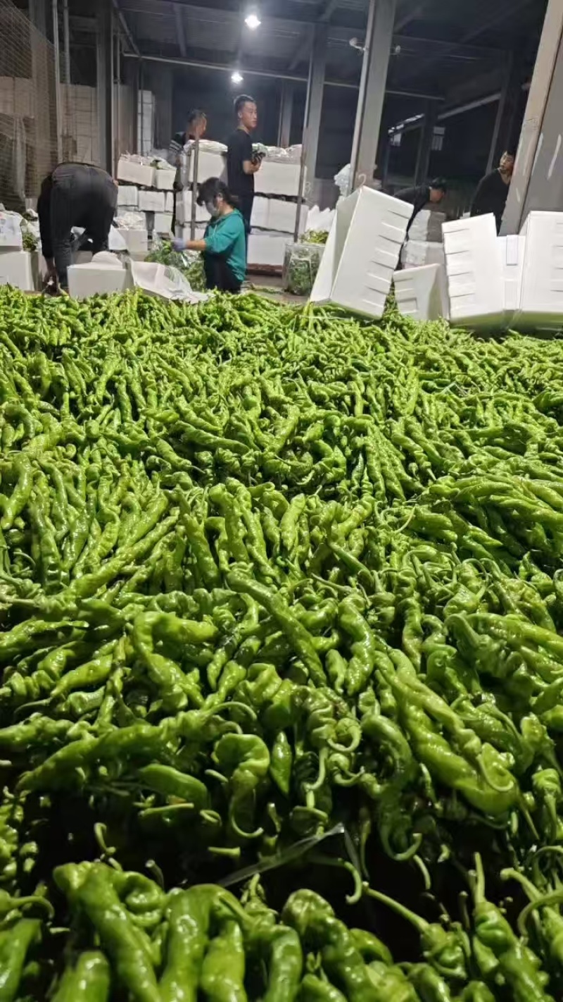 精品螺丝椒鲜辣椒一手货源可视频看货对接全国市场商超