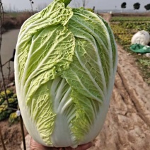 精品白菜
