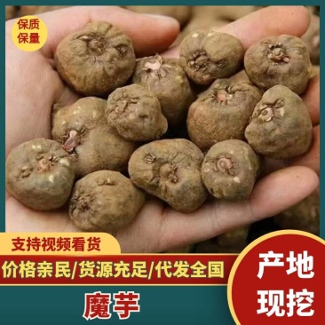 魔芋种子，云南本地精选一代魔芋种子，脱水消毒处理，全国包