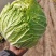 精品白菜