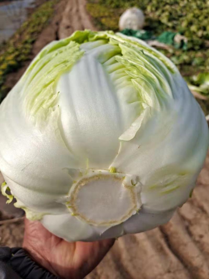 精品白菜