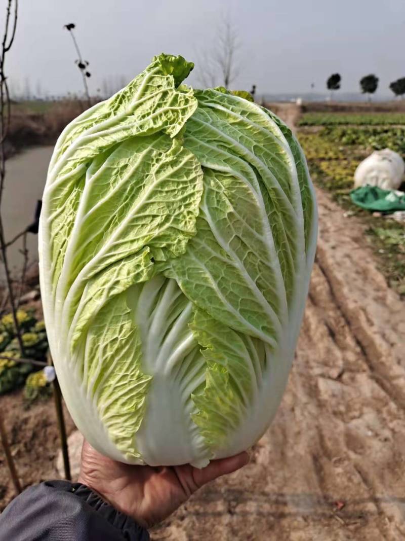 精品白菜