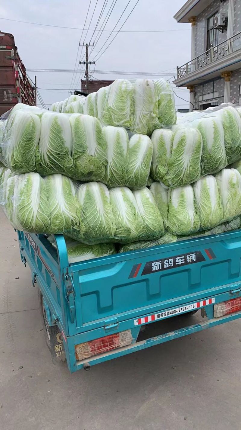 精品白菜