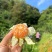 【放心购买】湖北蜜橘特早蜜橘基地直发供应全国市场