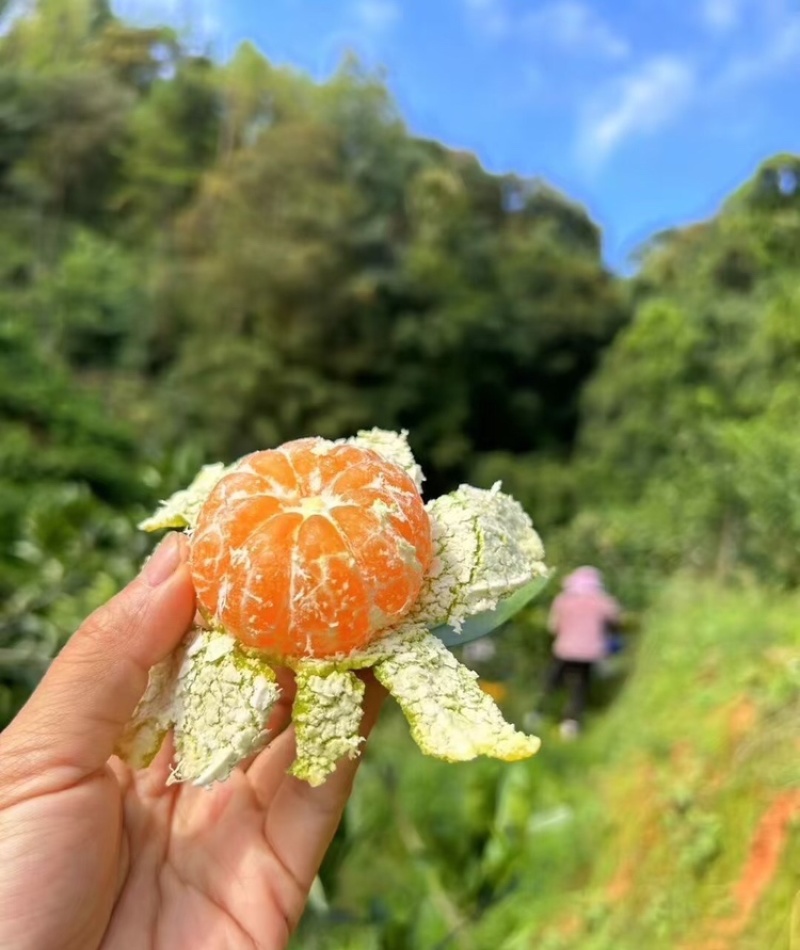 【放心购买】湖北蜜橘特早蜜橘基地直发供应全国市场