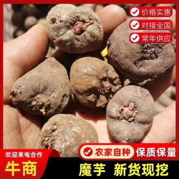 云南本地花魔芋种子基地现货，魔芋种子，一代二代魔芋种